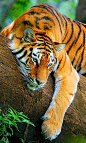 ♂ Wild life photography animal tiger