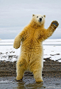 这些作品由美国野生动物摄影师Steven Kazlowski拍摄并刊登在《国家地理杂志》、《TIME》等杂志。他是目前唯一深入拍摄北极熊生存状态的摄影师。在极端气候下，那里的北极熊拥有独特的拍摄经验以及特别的卖萌技巧。