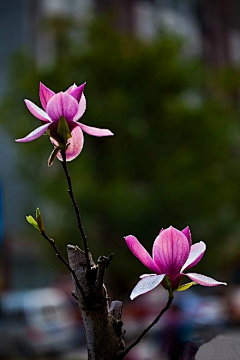 壹子年采集到`花卉