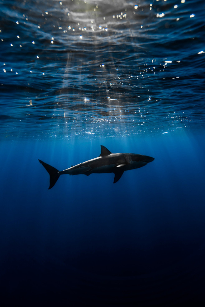 Shark | Photographer...