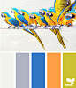 color squawk