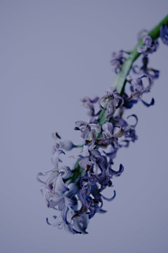 森林中采集到Photo.Purple