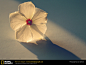 National Geographic flowers periwinkles sunlight white flowers wallpaper (#753907) / Wallbase.cc