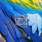 Scarlet Macaw feathers #其他#