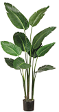 My favorite houseplant.  Need a nice but simple pot from Ikea.  Bird of Paradise Plant in Plastic Pot Green 5ft: 