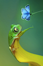 awkwardsituationist:

tree frog and chalkhill blue butterfy, photo wil mijer
