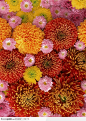 植物背景-多彩的菊花