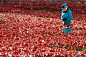 纪念一战，伦敦堡的瓷罂粟...