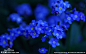 勿忘我（学名：Myosotis sylvatica），又名勿忘草、星辰花等，
紫草科勿忘草属（Myosotis L.）的植物，为阿拉斯加州州花。