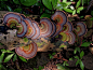 Fungi on a rain forest log by joeyartist on deviantART