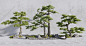新中式景观树SU模型下载【ID:1114168165】
