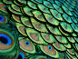 美国佛罗里达州戴维的火烈鸟花园，色彩绚丽，图案精巧的孔雀羽毛让人过目不忘。