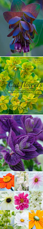 #赏花时间# Cerinthe major 'Purpurascens'（紫斑蜡花）、Euphorbia oblongata、Salvia viridis 'Blue'（彩苞鼠尾草 蓝花）、、、、、 by Sabina Rüber