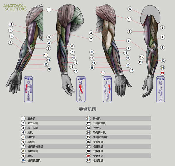 【教程】人体肌肉结构