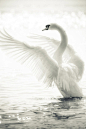 天鹅——它的巨翅，在微风中抖颤，坚定，洁白，如一艘慢船。为祝捷它所赞赏的白色，它选了阳光辉映的水泽。