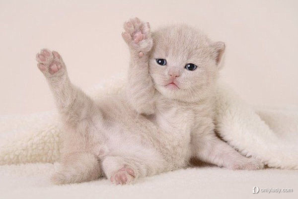 可爱小猫咪精彩图集-宠物- 图片收藏网 ...