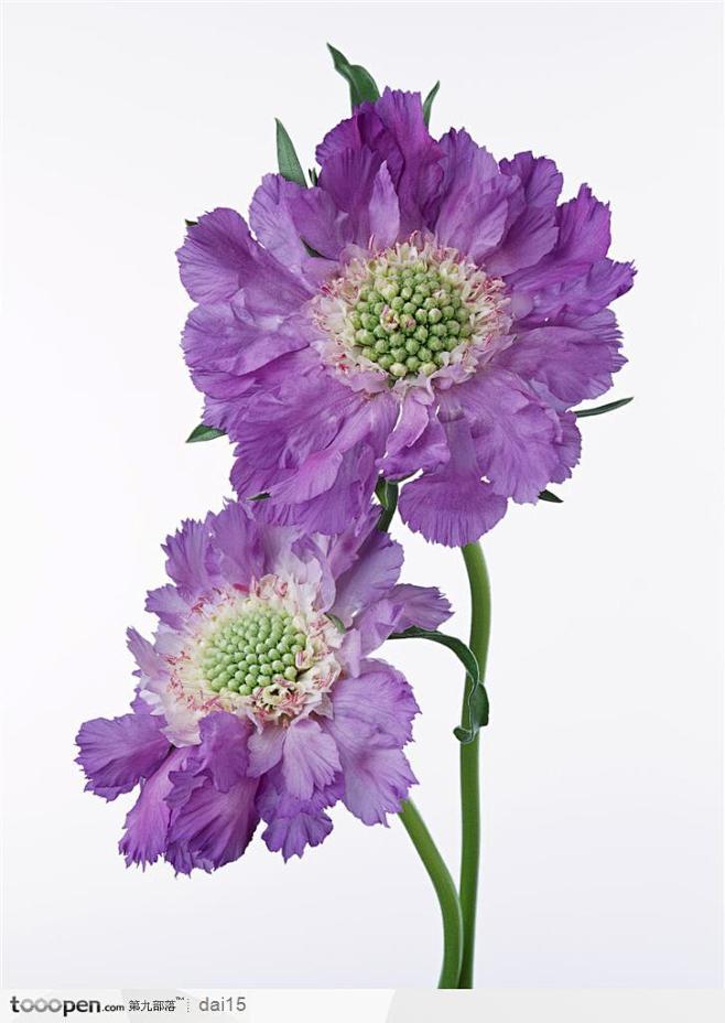 花卉造型-一对紫色的花
