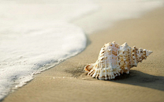 ๓苏﹌采集到贝壳类、海边 沙子—系
