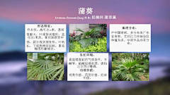 水歌歌采集到植物习性