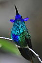 Violet-Ear Hummingbird