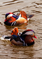 Mandarin Duck ~ Mandarinente ~ Aix galericulata
Displaying!
2014 © Jesse Alveo 
