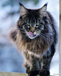 挪威缅因猫，北风中弥漫着man的气息，风姿绰约的一匹猫