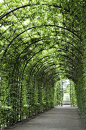 Grape arbor, this would be great with oranges too!