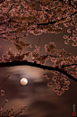 樱花在日本的树木在夜间
Cherry trees at night in Japan