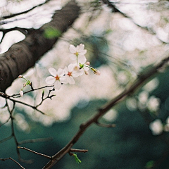 小小摄影师采集到花们的世界