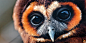 Cute Owl Twitter Cover & Twitter Background | TwitrCovers #萌#