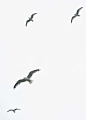 Seagull Symbolism: 10 Spiritual Messages Of The Seagull — Amanda Linette Meder