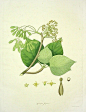 1775年的植物手绘图谱。 ​​​​