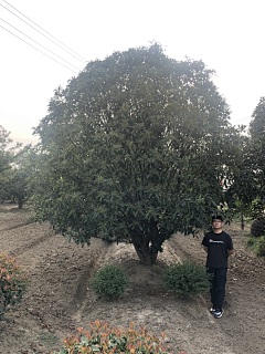 顾慕兰采集到植物品种