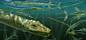 《恐头龙的生态复原图》 Marlene Donnelly 三叠纪 原龙类 海洋 长吻鱼类