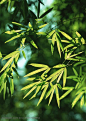 竹林风景-被阳光照射着的嫩绿竹叶高清桌面图片素材
