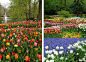 探访世界最大花园：700万株美丽花朵怒放