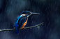 General 2048x1356 animals birds rain kingfisher