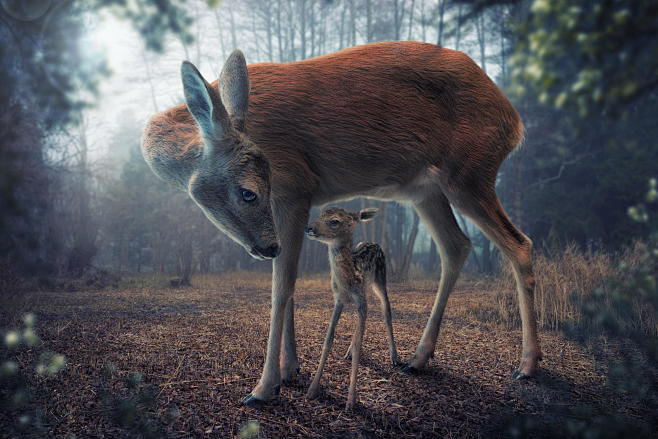 Mother and fawn : If...