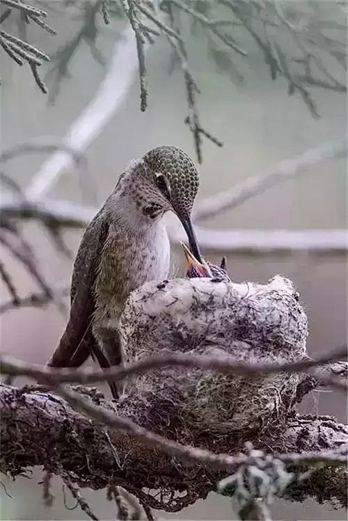 鸟——天地之精灵 