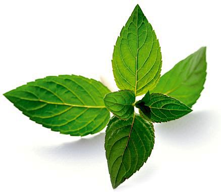 peppermint 胡椒  薄荷