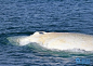 全球唯一白色座头鲸Migaloo再现新西兰