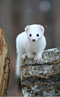 #@灵感图匠#The white mongoose | Wildlife
