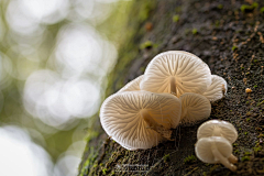 鸡蟹师采集到Mushroom