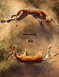 致命战役：动物纪录片海报设计 ​​​​