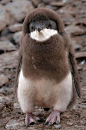 小企鹅成年以后毛还没有换完。。。。剩了一大搓胸毛。。。。