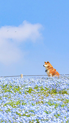 倦暮采集到狗狗♡