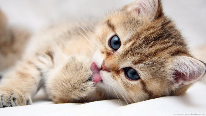 Kitten licking his p...