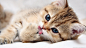 Kitten licking his paw for 1366x768