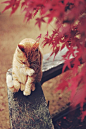 A Cat | Cutest Paw