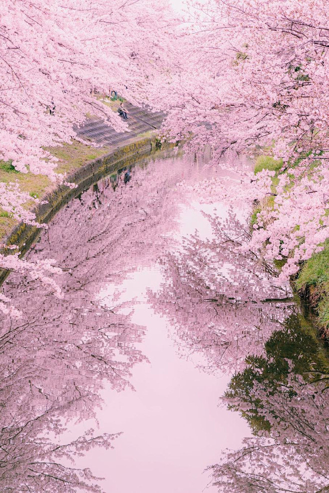 花飞花落
花满天